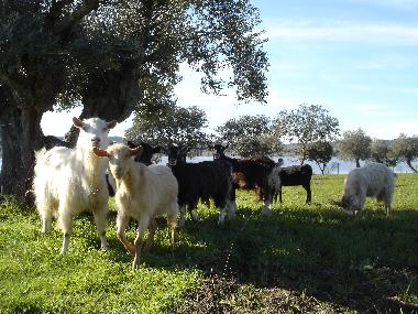 Campo
