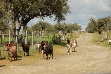Campo