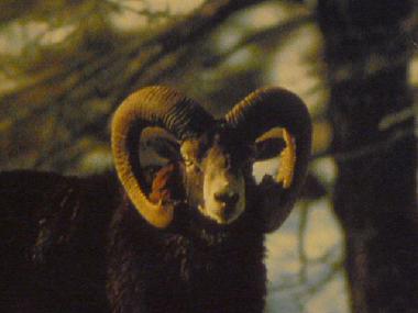 Casa de vacaciones en YTRAC (Cantal)Casa de vacaciones