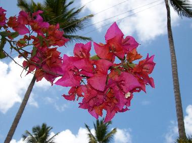 Casa de vacaciones en Las Terrenas (Samana)Casa de vacaciones