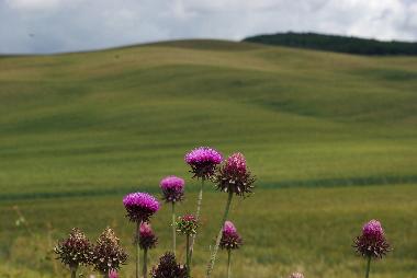 Apartamento de vacaciones en Bagni San Filippo (Siena)Casa de vacaciones