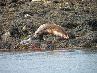Casa de vacaciones en Eyeries (Cork)Casa de vacaciones