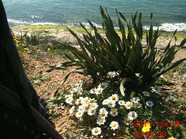 Cama y desayuno en TEL AVIV (Tel Aviv)Casa de vacaciones