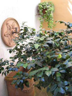 Apartamento de vacaciones en Lucca (Lucca)Casa de vacaciones