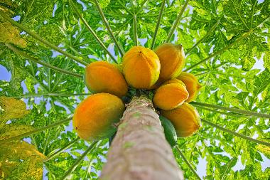 Casa de vacaciones en diani beach (Coast)Casa de vacaciones