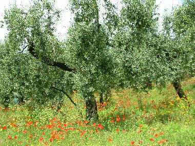 Apartamento de vacaciones en Sperlonga  (Latina)Casa de vacaciones