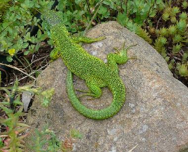 Apartamento de vacaciones en Montevarchi (Arezzo)Casa de vacaciones