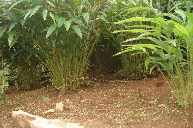 Casa de vacaciones en Vandanmedu (Kerala)Casa de vacaciones