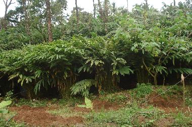 Casa de vacaciones en Vandanmedu (Kerala)Casa de vacaciones