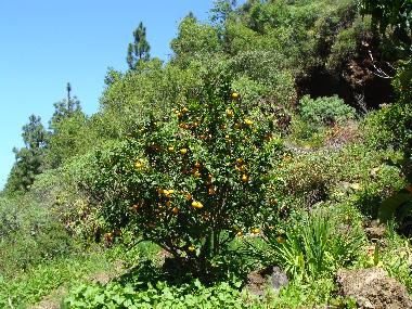 Casa de vacaciones en Las Tricias (La Palma und El Hierro)Casa de vacaciones