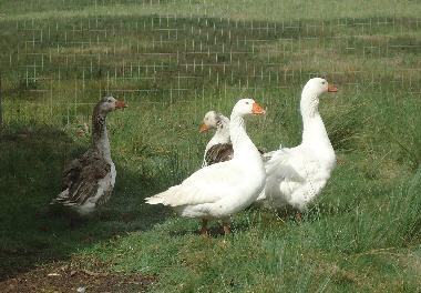 Chalet en Piedras de Afilar (Canelones)Casa de vacaciones
