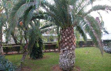 Apartamento de vacaciones en Tavira (Algarve)Casa de vacaciones