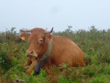 Casa de vacaciones en Lourdes Ossun-ez-Angles (Hautes-Pyr�n�es)Casa de vacaciones