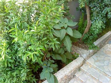 Apartamento de vacaciones en Makarska (Splitsko-Dalmatinska)Casa de vacaciones