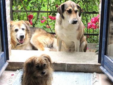 Casa de vacaciones en Sassocorvaro (Pesaro e Urbino)Casa de vacaciones