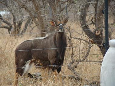Casa de vacaciones en Hoedspruit (Mpumalanga)Casa de vacaciones
