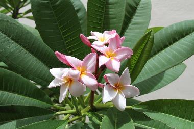 Casa de vacaciones en Flic en Flac (Black River)Casa de vacaciones