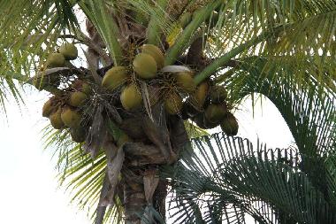 Casa de vacaciones en Flic en Flac (Black River)Casa de vacaciones