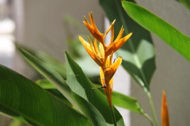 Casa de vacaciones en Flic en Flac (Black River)Casa de vacaciones