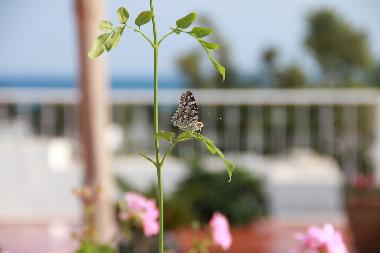 Apartamento de vacaciones en Hammamet (Nabul)Casa de vacaciones
