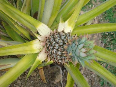 Apartamento de vacaciones en la piedra (El Seibo)Casa de vacaciones