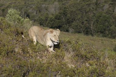 Casa de vacaciones en mossel bay (Western Cape)Casa de vacaciones