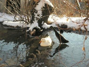 Apartamento de vacaciones en 8820 (stliche Obersteiermark)Casa de vacaciones