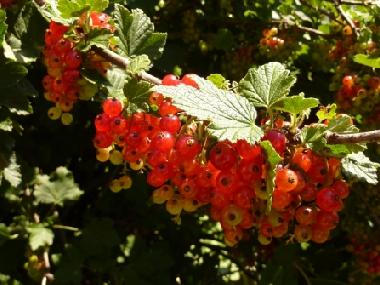 Apartamento de vacaciones en 8820 (stliche Obersteiermark)Casa de vacaciones