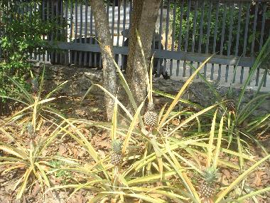 Casa de vacaciones en Nan (Nan)Casa de vacaciones