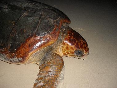 Apartamento de vacaciones en SAL REI (Boa Vista)Casa de vacaciones