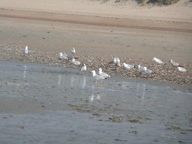 Chalet en Bredene (Flandes)Casa de vacaciones