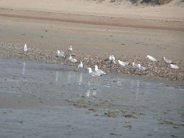 Chalet en Bredene (Flandes)Casa de vacaciones