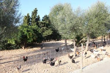 Casa de vacaciones en Manacor (Mallorca)Casa de vacaciones