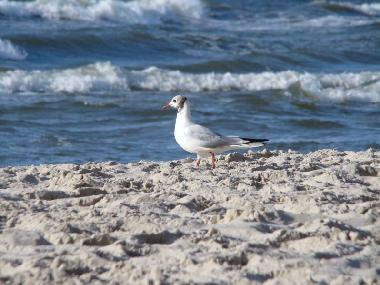 Apartamento de vacaciones en Ustka (Pomorskie)Casa de vacaciones