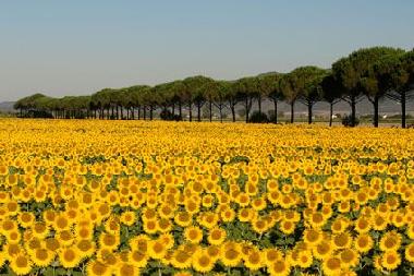 Cama y desayuno en 200 (Grosseto)Casa de vacaciones