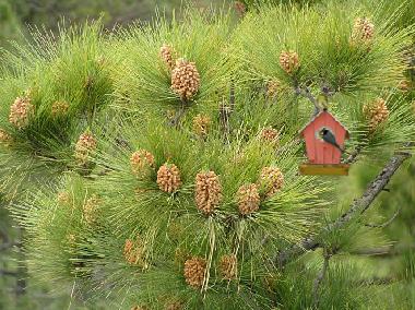 Apartamento de vacaciones en aguimes (Gran Canaria)Casa de vacaciones