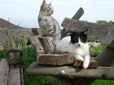 Apartamento de vacaciones en aguimes (Gran Canaria)Casa de vacaciones