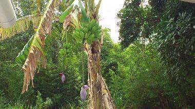 Yo vivo en un pa�s tropical, bendecido por Dios