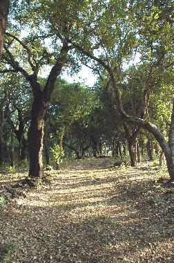 los alcornoques de la finca
