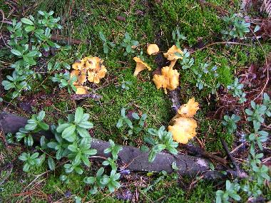 Casa de vacaciones en Valdemarsvik (�sterg�tland)Casa de vacaciones