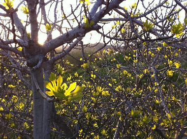 Villa en Piani Cipressa (Imperia)Casa de vacaciones