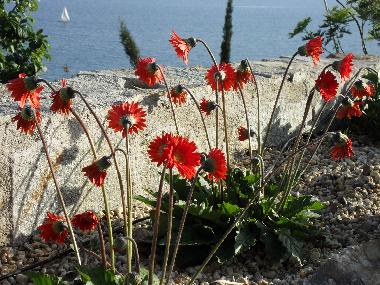 Villa en Piani Cipressa (Imperia)Casa de vacaciones