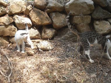 Chalet en Olympos (Antalya)Casa de vacaciones
