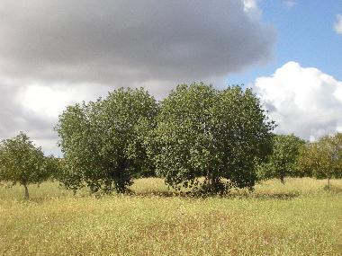 Casa de vacaciones en Porreres (Mallorca)Casa de vacaciones