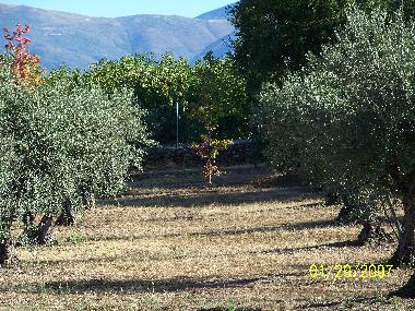 Vistas y Olivos centenarios dentro de la finca