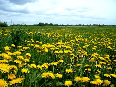 Casa de vacaciones en Mirow OT Qualzow (Mecklenburgische Seenplatte)Casa de vacaciones