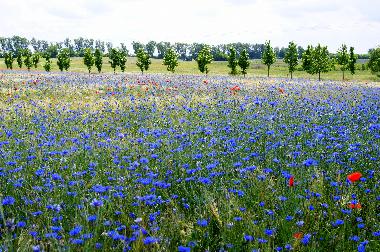 Casa de vacaciones en Mirow OT Qualzow (Mecklenburgische Seenplatte)Casa de vacaciones