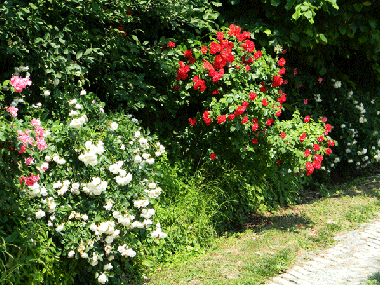 Apartamento de vacaciones en Calamandrana (Asti)Casa de vacaciones