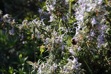 Apartamento de vacaciones en Sintra (Grande Lisboa)Casa de vacaciones