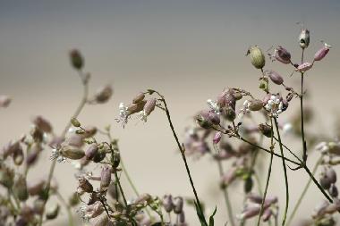 Casa de vacaciones en St Lonard (Manche)Casa de vacaciones